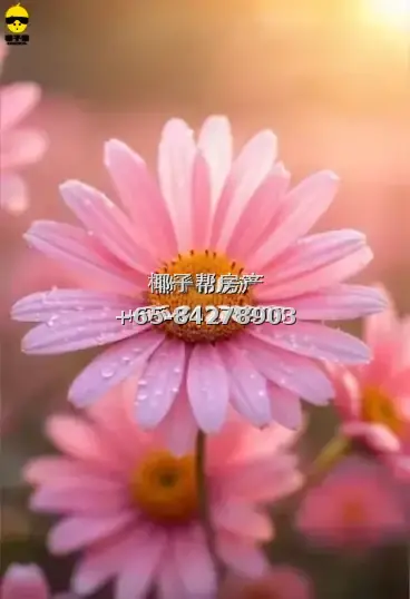 淡滨尼，大牌929，主人房出租, 房租1400 /2人间